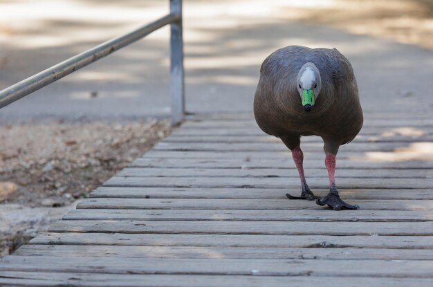 Canard au bec vert marchant sur un pont en bois