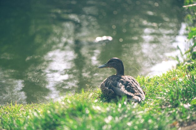 Canard au bord du lac le matin