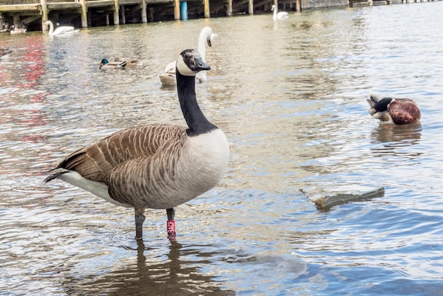 Canard au bord du lac