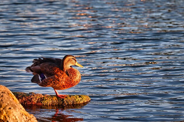 Photo le canard au coucher du soleil