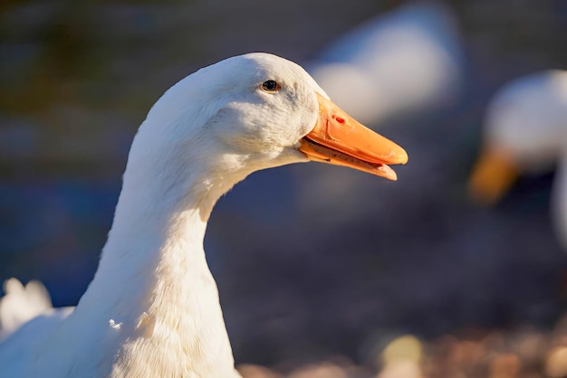 Un canard au long bec orange