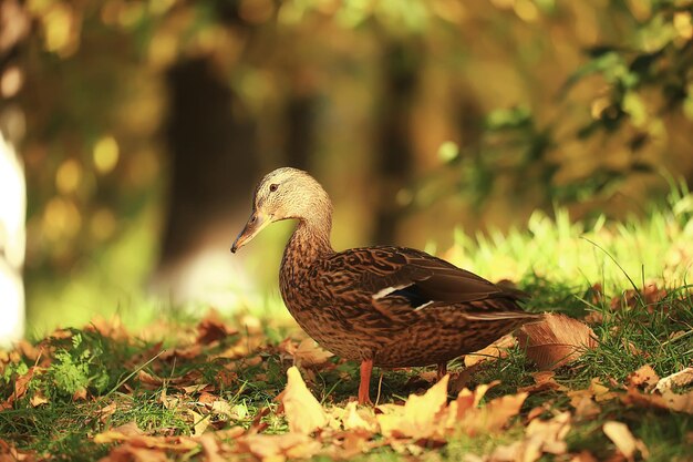 canard automne parc colvert, canard sauvage automne vue oiseau migrateur nature