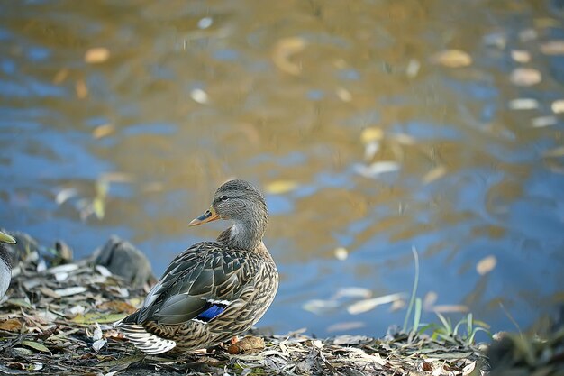 canard automne parc étang / oiseau au bord de l'étang dans le parc, colvert oiseau migrateur