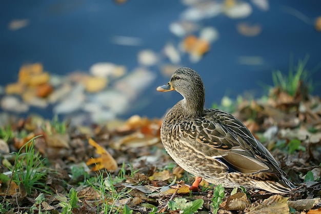 canard automne parc étang / oiseau au bord de l'étang dans le parc, colvert oiseau migrateur