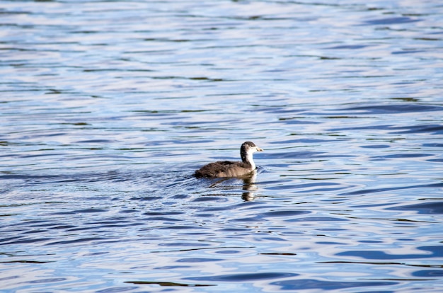 Canard aux canetons sur la rivière