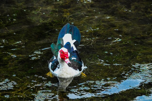 Canard de Barbarie nageant dans un lac d'eau noire