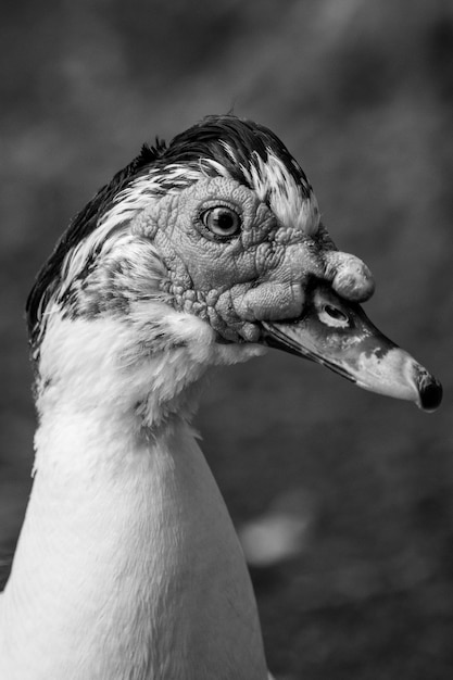 Photo canard de barbarie en noir et blanc à la recherche de regale