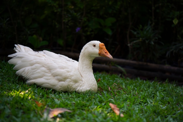 Canard blanc assis sur l&#39;herbe verte