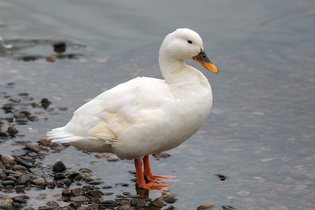 Canard blanc au Loch Insh