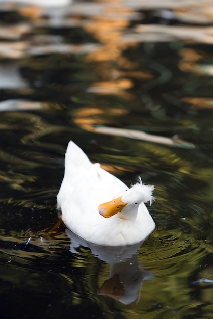 canard blanc dans l&#39;eau nager dans la rivière