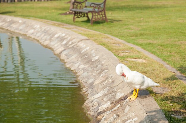 Canard blanc dans le jardin