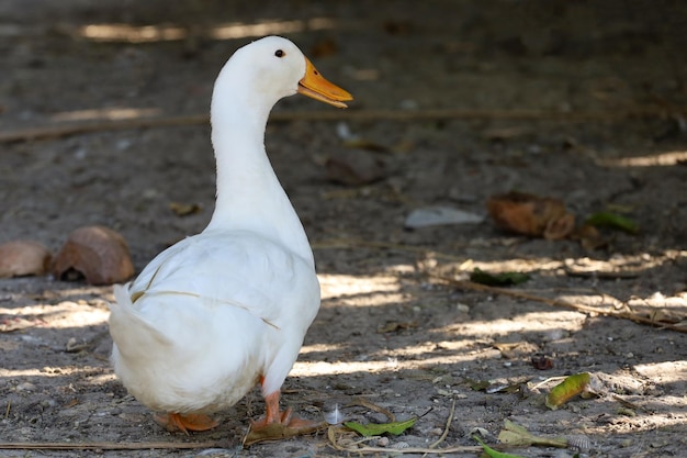 Le canard blanc en été à la ferme en Thaïlande