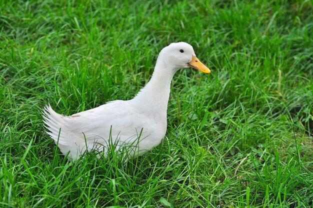 Canard blanc sur l'herbe