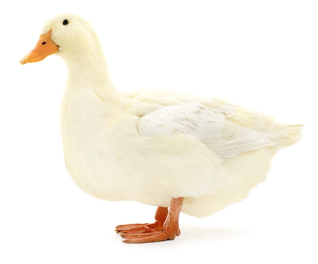 Un canard blanc isolé