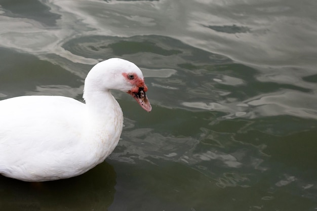 Canard blanc nageant dans un étang