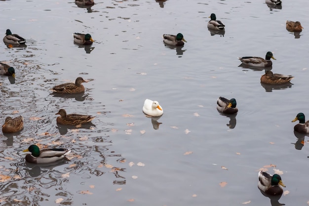 Canard blanc parmi le commun en parc