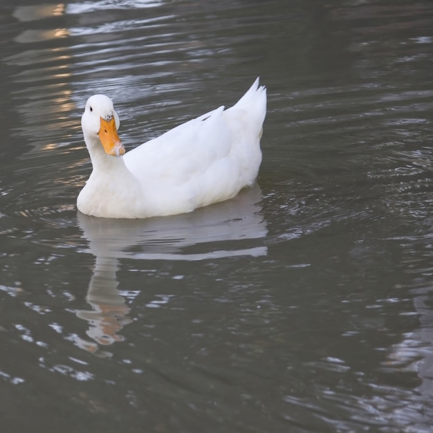 Canard blanc avec réflexion dans l&#39;eau