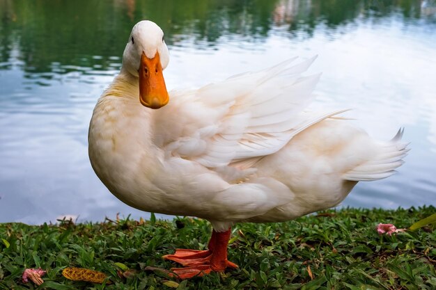 Le canard blanc se tient à côté d'un étang ou d'un lac et regarde la caméra