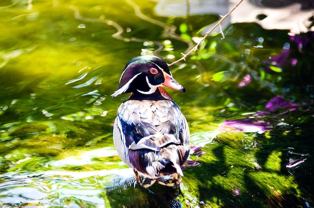 Canard branchu américain Aix Sponsa dans l'étang avec son plumage coloré.