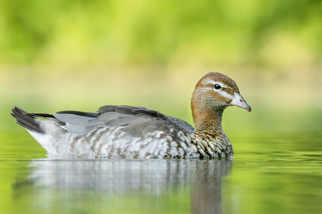 Canard branchu australien sur un lac