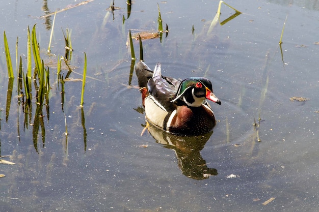 Canard branchu nageant dans un étang