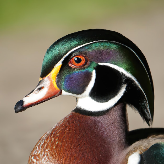 Canard branchu, photo premium de fond bokeh