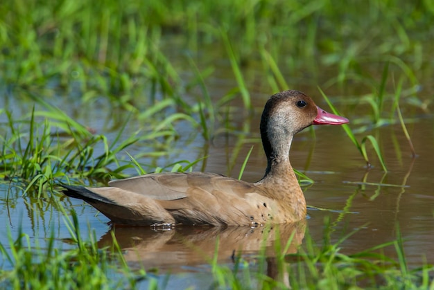 Canard brésilien nageant, Parc National d'Ibera, Argentine .