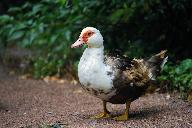 Canard broutant dans un pré Canard colvert marchant dans un champ vert