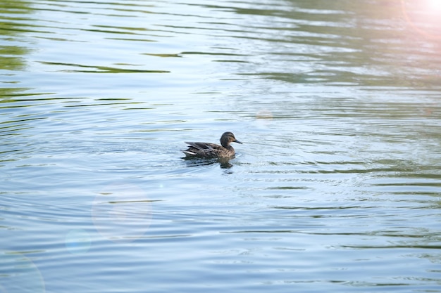 Canard brun femelle nage et flotte sur l'eau