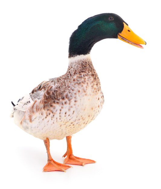 Un canard brun isolé sur fond blanc.