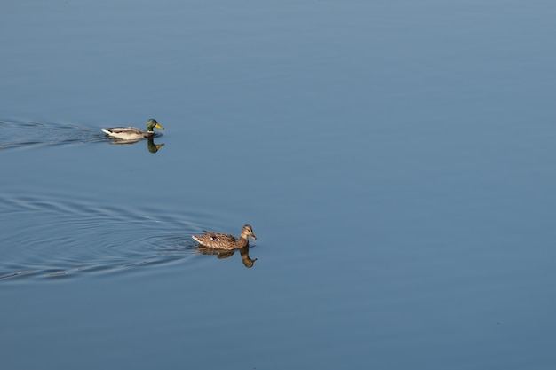 Canard brun nage sur l'eau bleue du lac