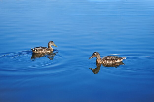 Le canard brun nage sur l'eau bleue du lac