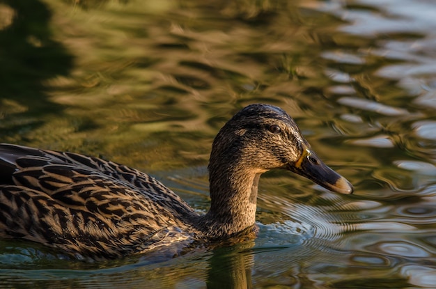 Le canard brun nage