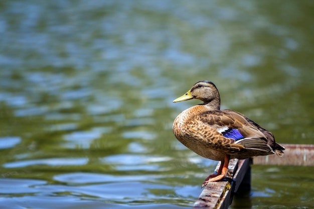 Canard brun sauvage assis sur le fond de l'eau.