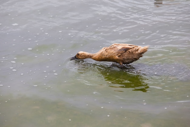 Canard brun se nourrissant au milieu du champ.