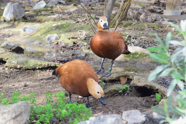 Canard brun Tadorna ferruginea dans l'étang