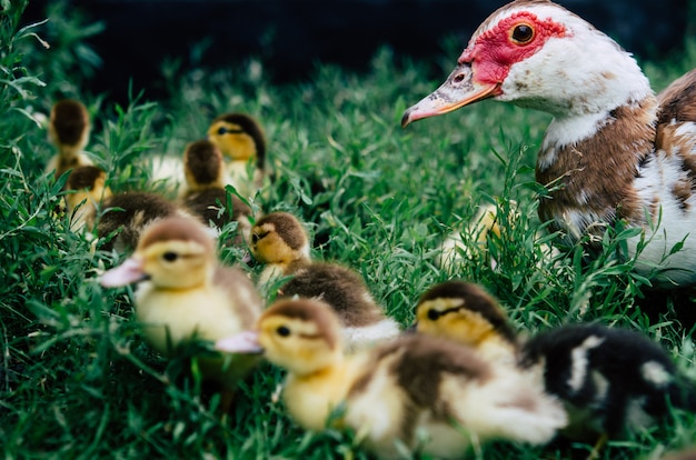 Canard et canetons courant autour du troupeau d&#39;herbe verte.