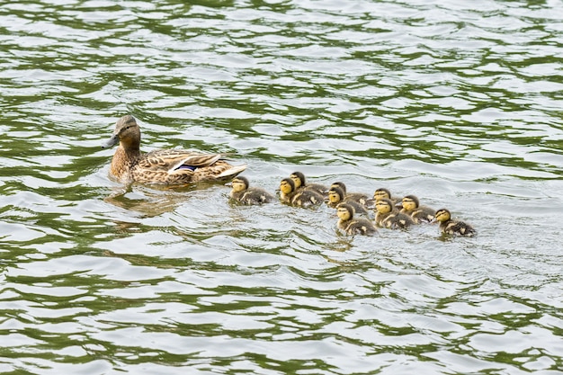 Canard avec des canetons dans l&#39;étang