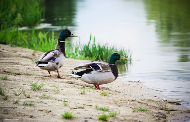 Canard Avec Des Canetons à L'état Sauvage. Mise Au Point Sélective.