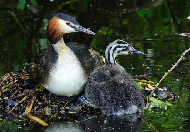 Canard et canetons de fond de belle nature