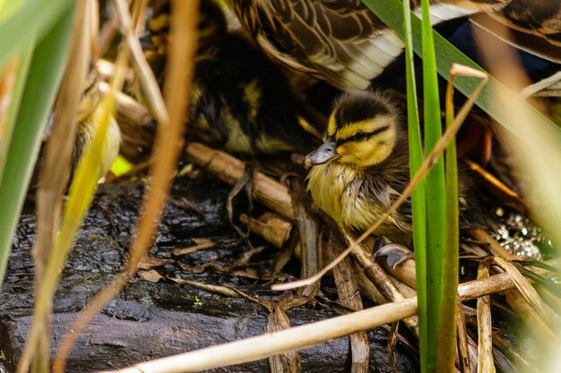 Canard avec des canetons nageant sur le plan d'eau