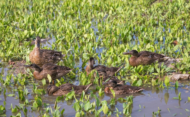 Un canard avec des canetons parmi l'herbe nage dans le lac