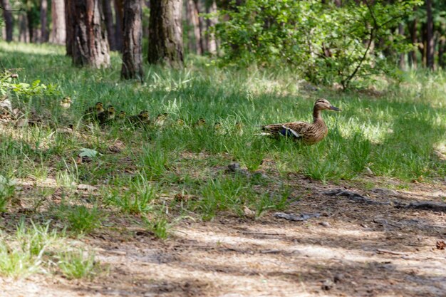 Le canard avec des canetons se déplace vers l'étang