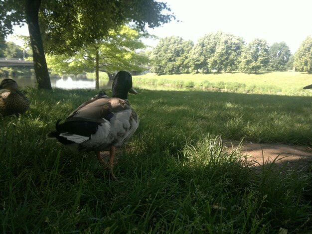 Le canard sur le champ herbeux