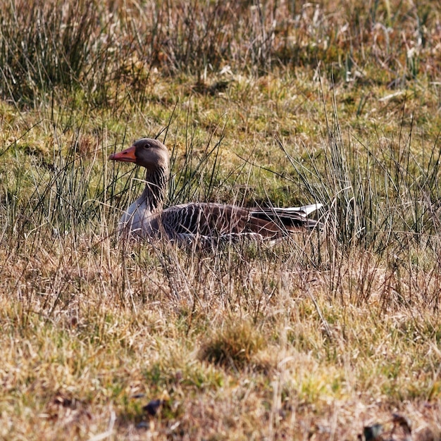 Photo un canard sur un champ herbeux