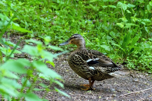 Photo un canard sur un champ