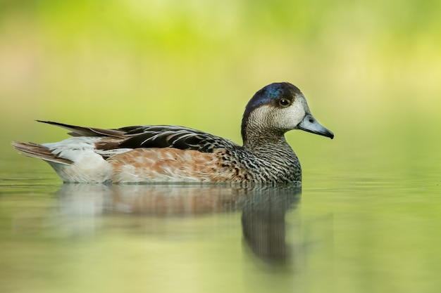 Canard de Chiloé sur un lac avec un fond doux