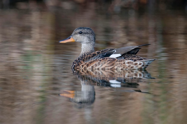 Canard chipeau Mareca strepera Malaga Espagne