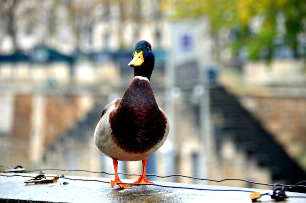 Canard coloré hors de l'eau, sur le mur au bord de la rivière. Mise au point sélective. arrière-plan flou.