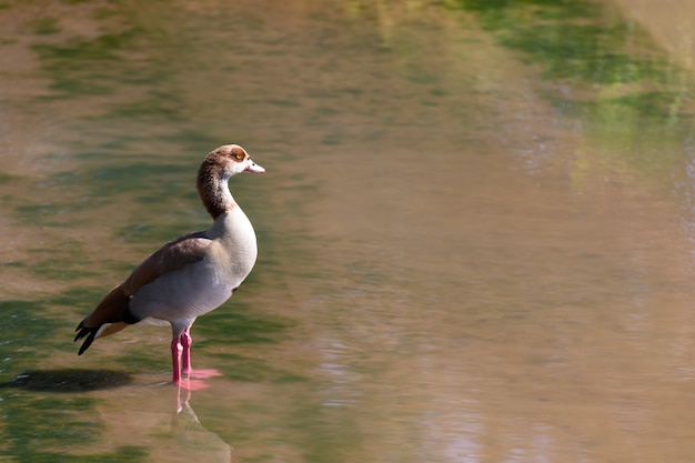 Un Canard Coloré Se Tient Dans L'eau